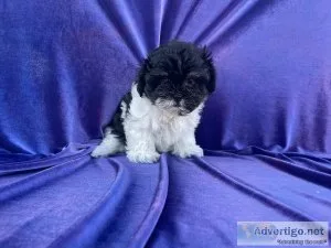 Maltese Shihtzu Puppies