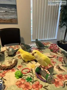 Quaker babies