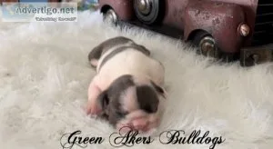 English Bulldog M Blue Tri Pied genetic health tested CLEAR