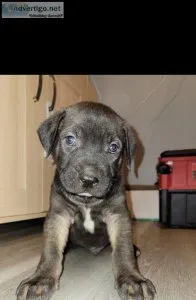 Rehoming pups asap