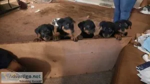 Rottweiler puppies for sale