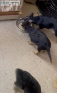 FEMALE YORKSHIRE TERRIER PUPS