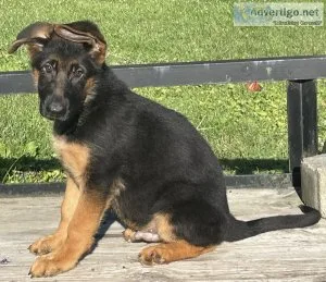 Quality AKC German Shepherd Puppies 12wks BlkRed