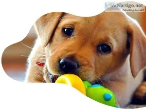 Labradors Cheshire