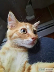 Male Kitten With Semi Blue Eyes