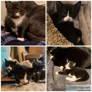 Kittens need homes
