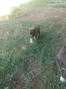 American terrier pitbull