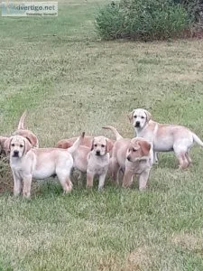 10 week old English lab puppies