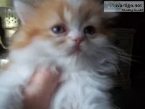 AFFORDABLE PERSIAN KITTENS