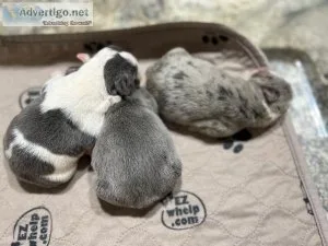English Bulldogs AKC 2M-1F genetic health tested CLEAR