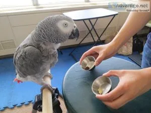 Registered African Grey Parrots For Sale..(813) 219-4045