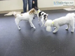 Expert Dog Boarding Services in McLean VA