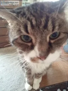 Help me find my Trudy rippe cat