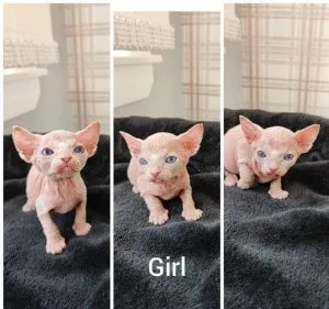 Reg d Sphynx Kittens Available