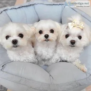Maltese Puppies  Ready For Adoption