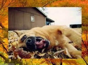 The Dog Training Clinic LLC