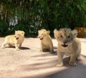 Lovely Lion Cubs
