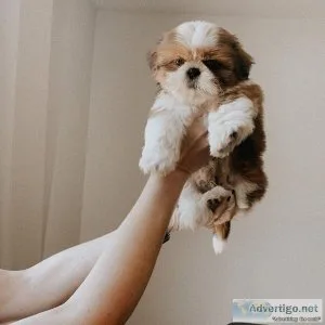 Registered Shih Tzu Puppies For Re-Homing