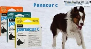 How to give Panacur C to dogs