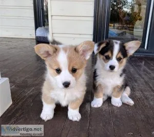 hrttty Pembroke Welsh Corgi puppies
