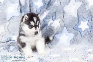 Husky 2 month old mix with black color