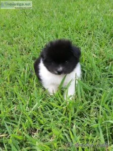 POMERANIAN FEMALE. PUPPIES
