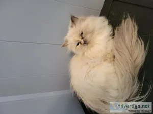 Himalayan fixed female age two Omaha Nebraska area