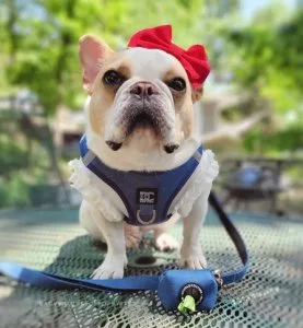 Walk Your Dog in Style with Modern Dog Leash - Doodle Couture