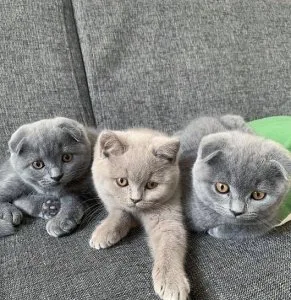 Lolo Scottish fold kittens for sale