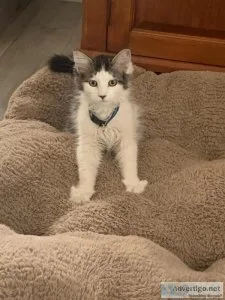 News Furever home