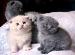 Healthy Scottish Fold kittens for sale