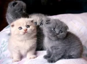 Healthy Scottish Fold kittens for sale