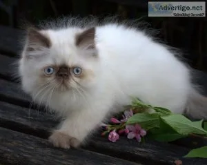 Himalayan Cats and Kittens for sale