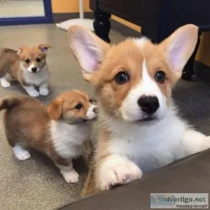Lovely Pembroke Welsh Corgis...9707958918