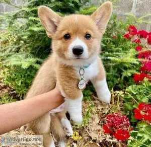 Healthy Pembroke Welsh Corgi Puppies Available
