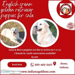 CuteEnglish cream golden retriever puppies for sale at Indiana G