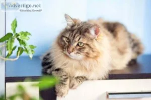 Siberian Cats and Kittens for sale