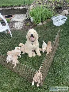 Multigeneration Double Doodles (Goldendoodle Aussiedoodle)