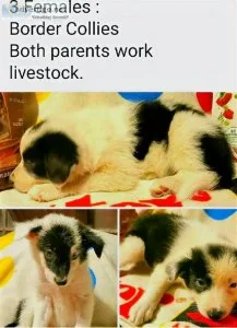 Border Collie Puppies
