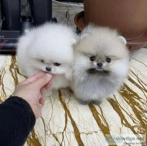 AKC Reg. Pomeranian Puppies Ready
