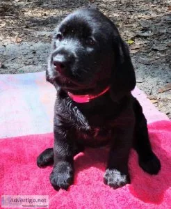 Labrador Retriever female puppies