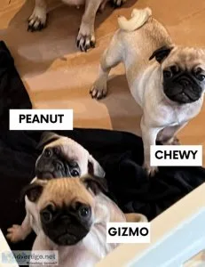 Pug puppies- (9wk old) 1st shotdewormed
