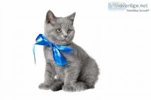 British Shorthair Cats and Kittens for sale