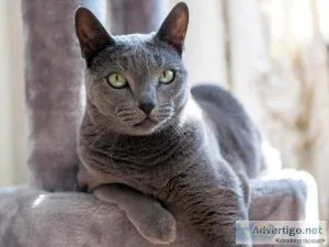 Russian Blue Cats and Kittens for sale