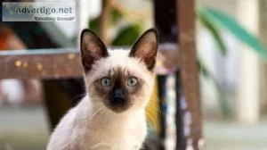 Siamese Cats and Kittens for sale