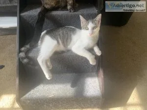 Needs Furever home