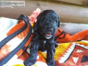 Coco  Cockapoo