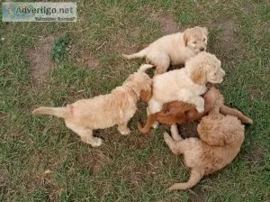 Golden doodles