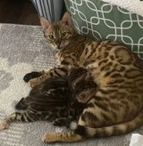 Charcoal Bengal Kittens In PA Available For Sale - Willow Dream 
