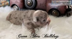 English Bulldog M Blue Merle genetic health tested CLEAR